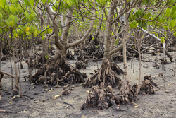 Makongeni, Kenya (10 February 2014).