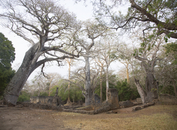 Gedi, Malindi, Kenya (11 February 2014).
