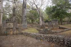 Gedi, Malindi, Kenya (11 February 2014).