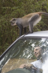 Gedi, Malindi, Kenya (11 February 2014).
