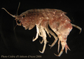 Crustacea (crustaceans)