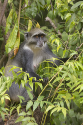 Gedi, Malindi, Kenya (11 February 2014).