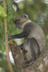 Gedi, Malindi, Kenya (11 February 2014).