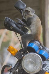 Gedi, Malindi, Kenya (11 February 2014).