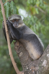 Gedi, Malindi, Kenya (11 February 2014).