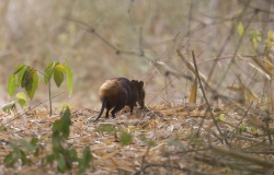 12.02.2014 Arabuko-Sokoke Forest