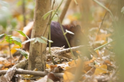 12.02.2014 Arabuko-Sokoke Forest