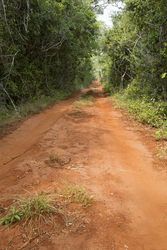 12.02.2014 Arabuko-Sokoke Forest