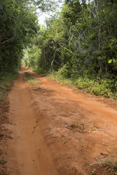 12.02.2014 Arabuko-Sokoke Forest