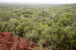 12.02.2014 Arabuko-Sokoke Forest