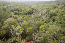 Arabuko - Sokoke Forest (12 February 2014).
