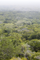 Arabuko - Sokoke Forest (12 February 2014).