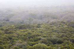 Arabuko - Sokoke Forest (12 February 2014).