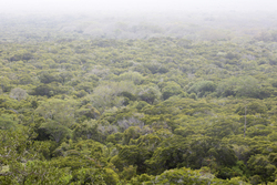 12.02.2014 Arabuko-Sokoke Forest