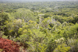 Arabuko - Sokoke Forest (12 February 2014).