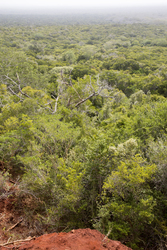Arabuko - Sokoke Forest (12 February 2014).