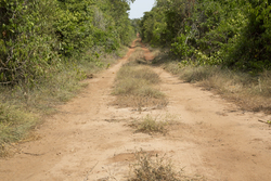 Arabuko - Sokoke Forest (12 February 2014).