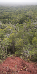 Arabuko - Sokoke Forest (12 February 2014).