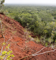 Arabuko - Sokoke Forest (12 February 2014).