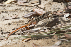 Arabuko - Sokoke Forest (12 February 2014).