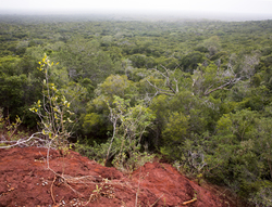 Arabuko - Sokoke Forest (12 February 2014).