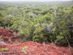 Arabuko - Sokoke Forest (12 February 2014).