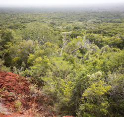 Arabuko - Sokoke Forest, Kenya (12 February 2014).
