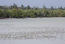 Mida Creek, Kenya (11 February 2014).
