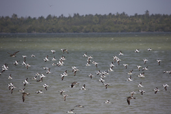 Mida Creek, Kenya (11 February 2014).