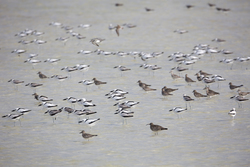 Mida Creek, Kenya (11 February 2014).