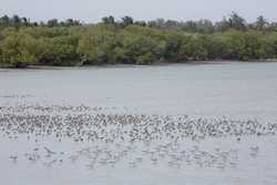 Mida Creek, Kenya (11 February 2014).