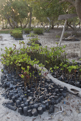 Mida Creek, Kenya (11 February 2014).