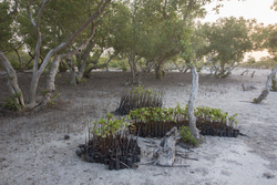 Mida Creek, Kenya (11 February 2014).