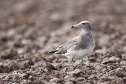 Sabaki River Mouth, Malindi, Kenya (12 February 2014).