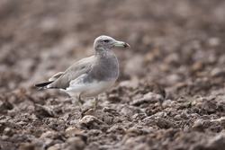 12.02.2014 Sabaki River