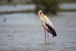 Sabaki River Mouth, Malindi, Kenya (12 February 2014).