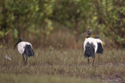 Sabaki River Mouth, Malindi, Kenya (12 February 2014).