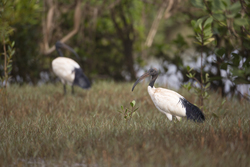 Sabaki River Mouth, Malindi, Kenya (12 February 2014).