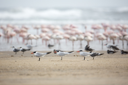 Sabaki River Mouth, Malindi, Kenya (12 February 2014).