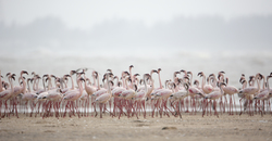 Sabaki River Mouth, Malindi, Kenya (12 February 2014).