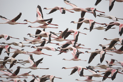 Sabaki River Mouth, Malindi, Kenya (12 February 2014).