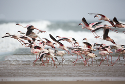 Sabaki River Mouth, Malindi, Kenya (12 February 2014).