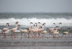 Sabaki River Mouth, Malindi, Kenya (12 February 2014).