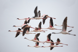 Sabaki River Mouth, Malindi, Kenya (12 February 2014).