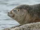 Common seal, author: François Roland