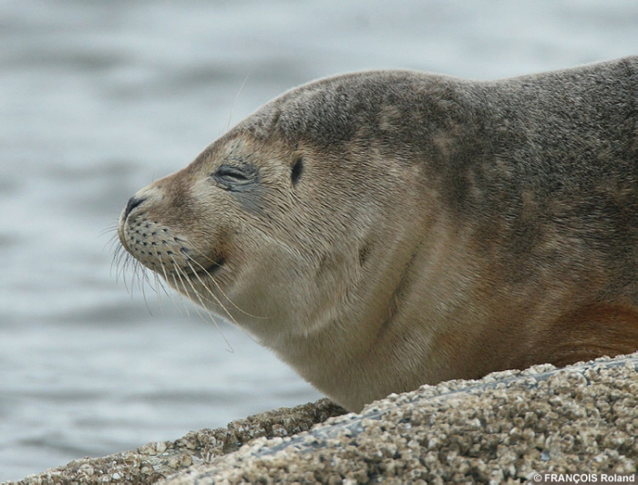 Common seal Common seal