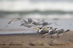 Sabaki River Mouth, Malindi, Kenya (12 February 2014).