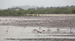 Sabaki River Mouth, Malindi, Kenya (12 February 2014).