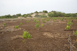 Sabaki River Mouth, Malindi, Kenya (12 February 2014).
