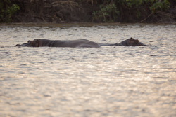 Sabaki River Mouth, Malindi, Kenya (12 February 2014).